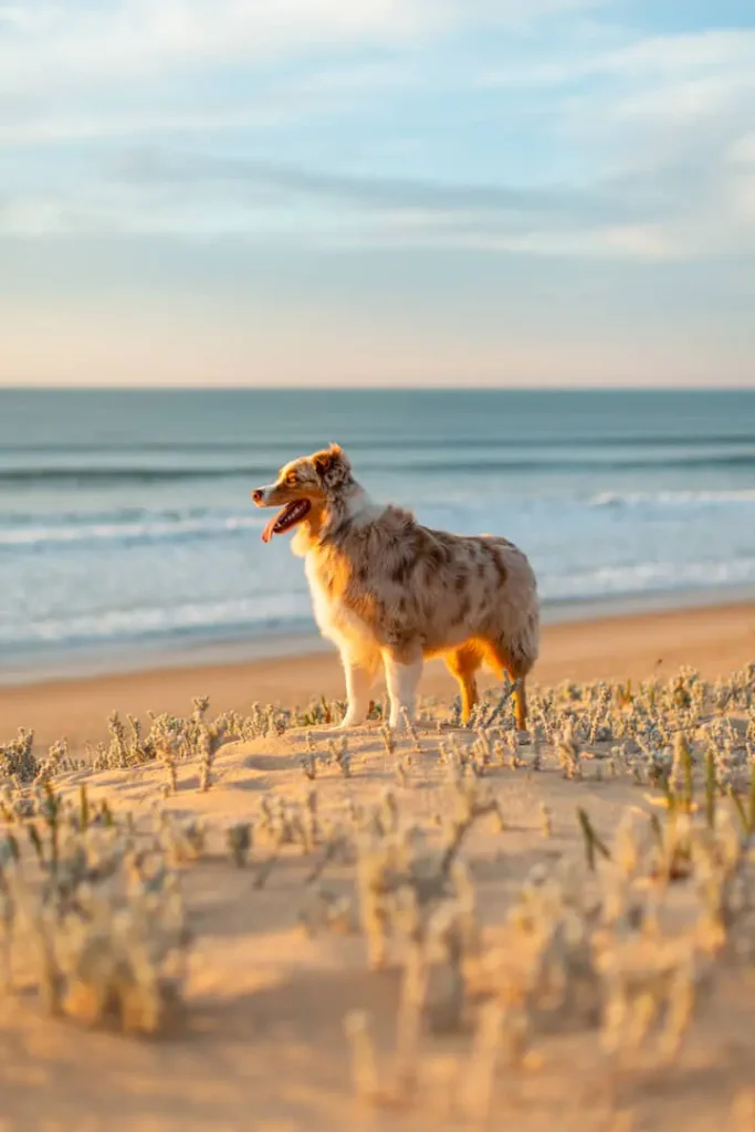 Cane in spiaggia al tramonto vicino al mare.